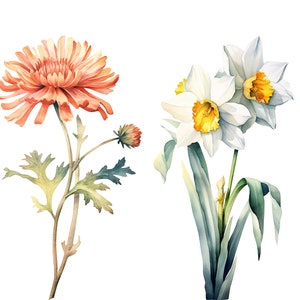Puede incluir: Pintura acuarela de dos flores. Un solo crisantemo naranja con hojas verdes y un ramo de tres narcisos blancos con centros amarillos y hojas verdes.