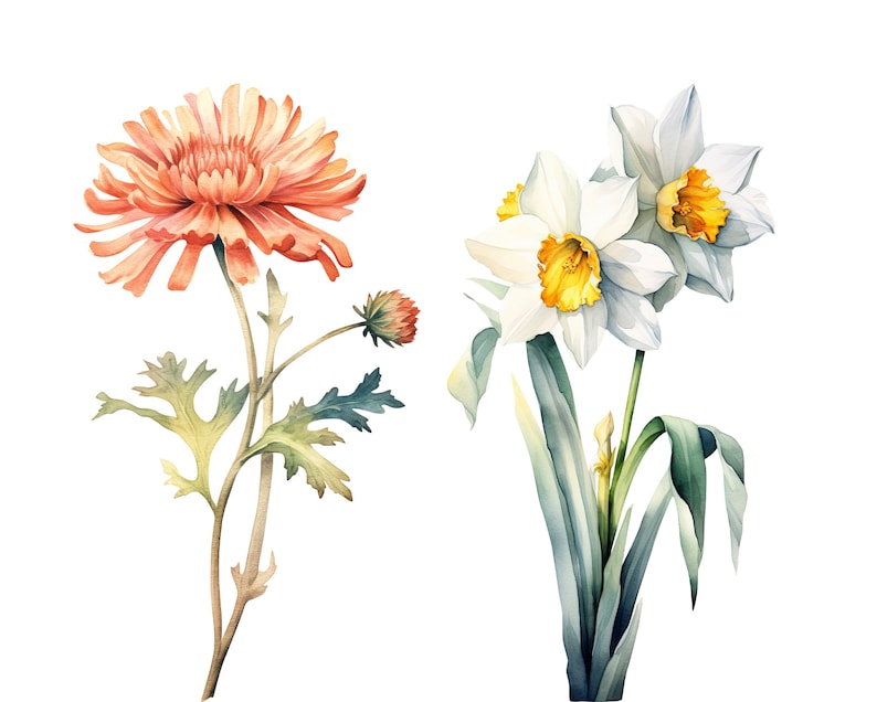 Puede incluir: Pintura acuarela de dos flores. Un solo crisantemo naranja con hojas verdes y un ramo de tres narcisos blancos con centros amarillos y hojas verdes.