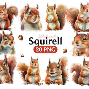 Écureuil aquarelle Clipart, écureuil aquarelle PNG, graphiques de douche de bébé mignon, pépinière Decor Wall Art, Animal des bois