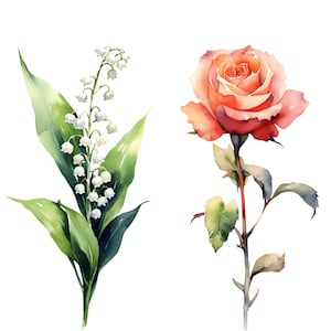 Puede incluir: Pintura acuarela de una flor de lirio de los valles y una sola rosa. El lirio de los valles es blanco y tiene hojas verdes. La rosa es rosa y tiene hojas verdes.