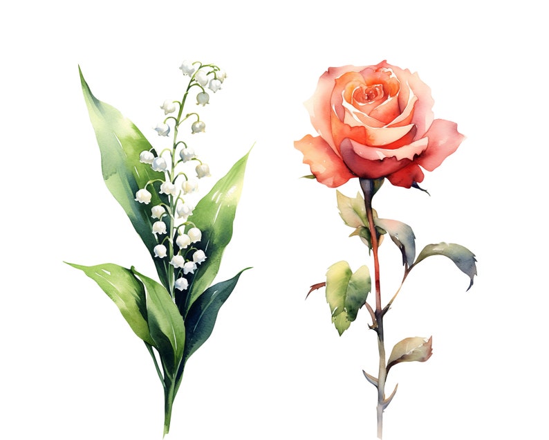 Puede incluir: Pintura acuarela de una flor de lirio de los valles y una sola rosa. El lirio de los valles es blanco y tiene hojas verdes. La rosa es rosa y tiene hojas verdes.