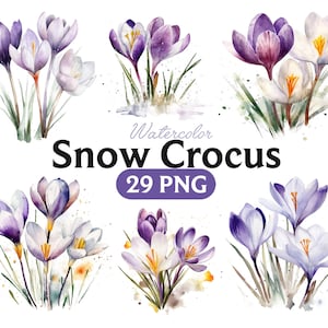 Aquarell Krokus Blumen Clipart zum direkten Download. Frühlingsblumen, lila Blumen