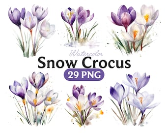 Watercolor Crocus Floral clipart for instant download. Spring flowers, purple flowers