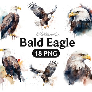 Aquarell Weißkopfseeadler Clipart, Alpenwald Adler PNG format sofortiger Download für kommerzielle Nutzung