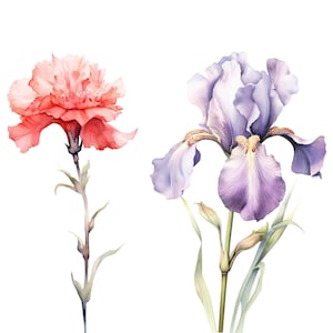 Puede incluir: Pintura acuarela de un clavel rosa y un iris morado. Las flores est&aacute;n pintadas en un estilo realista y tienen un aspecto suave y delicado.