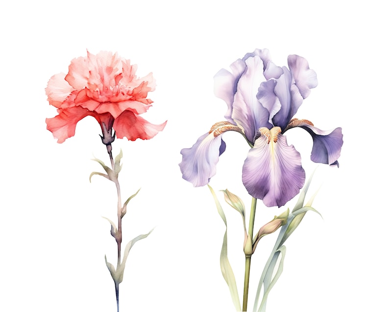 Puede incluir: Pintura acuarela de un clavel rosa y un iris morado. Las flores est&aacute;n pintadas en un estilo realista y tienen un aspecto suave y delicado.