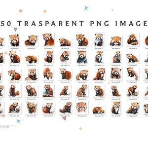May include: A collection of 50 transparent PNG images featuring watercolor illustrations of red pandas in various poses. The images include the text "50 TRASPARENT PNG IMAGE" at the top and "Camp-fire (23)" at the bottom.