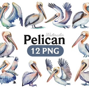 Pelikan Aquarell Clipart, Pelikan Aquarell, Pelikan Clipart PNG, druckbarer digitaler Download, Sublimation, Pelikan Clipart