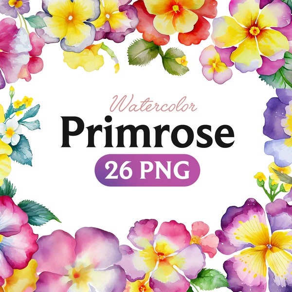 Fleurs de primevère PNG, aquarelle fleur Clipart, Primevère fleurs Bundle Illustrations, téléchargement immédiat, Png numérique