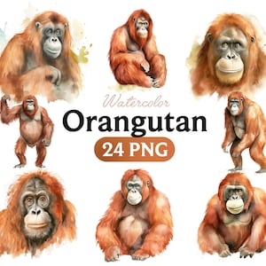 Orangutan Watercolor PNG clipart, Orangutan Portrait PNG Watercolour
