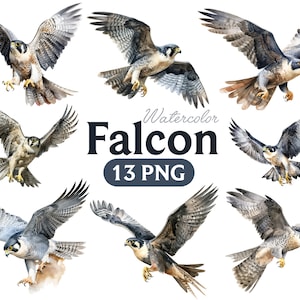 Clipart de acuarela de halcón: 13 gráficos PNG de aves (descarga digital)