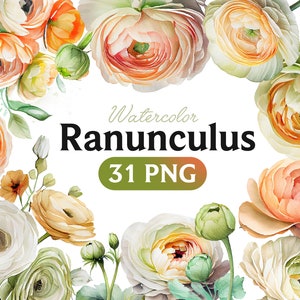 Ranunculus Watercolor, Ranunculus Clip Art Set, Digital Clip Art, PNG, Flower Clip Art, Commercial Use Design Bundle