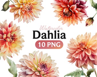 Watercolor Apricot Dahlia Clipart: Summer Floral Bundle (PNG)