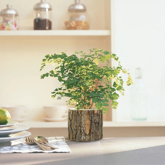 Pine Wooden Bark Flower Pot 12x10cm/4.72x3.93inch Eco