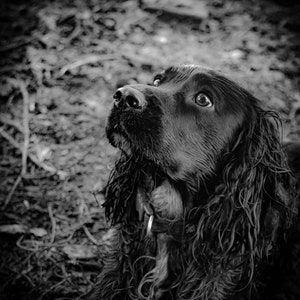 May include: A black and white photograph of a dog looking upwards with a focused expression. The dog has long, wet fur and a collar. The background is blurred, suggesting an outdoor setting.
