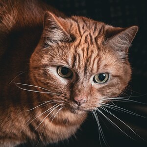 Orange is the new cat