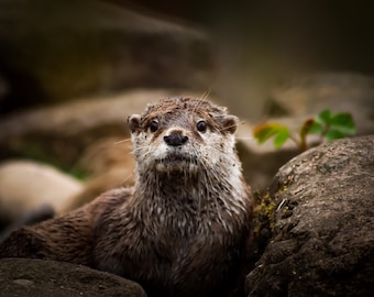 You otter smile