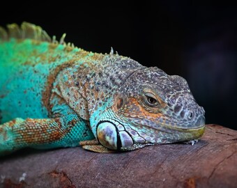 I&#39;ll do it tomorrow (blue iguana)