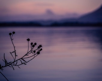 Loch Leven lilacs