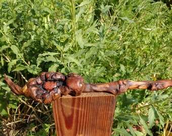 Baguette magique ou épingle à cheveux de géante ? Chêne obsidienne unique, unique en son genre