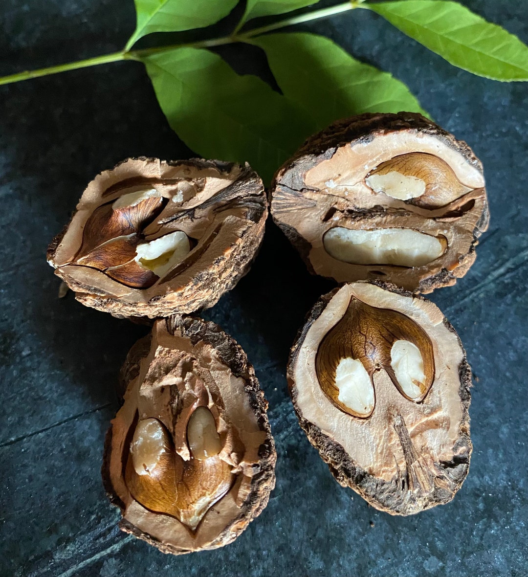 Fresh Grown Black Walnuts Etsy