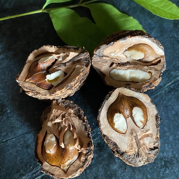 Fresh Georgia Grown Black Walnuts