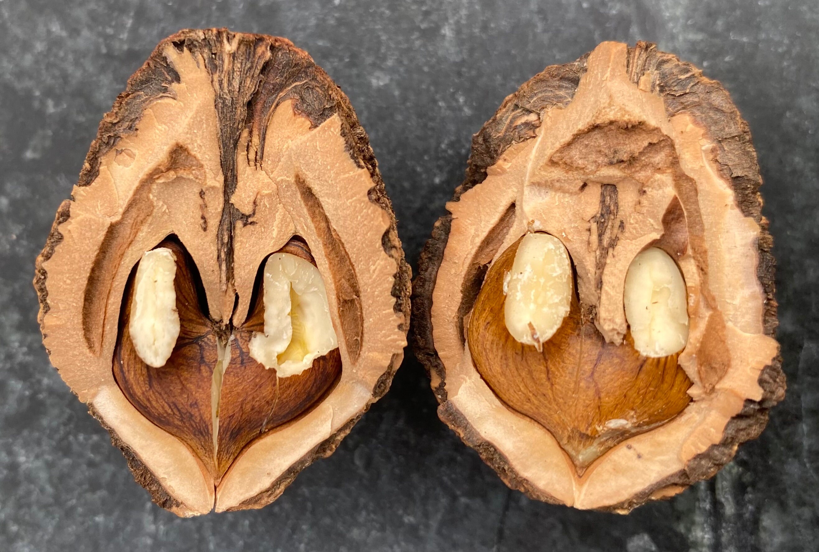 Fresh Grown Black Walnuts Etsy