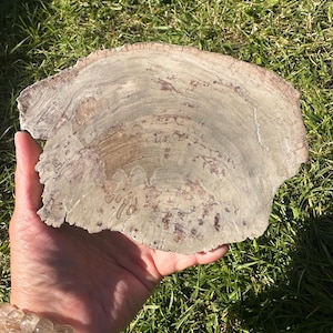 May include: A section of petrified wood, displaying a palette of light brown and grey hues. The semi-circular form reveals growth rings and reddish-brown markings. The textured surface showcases natural patterns and details.