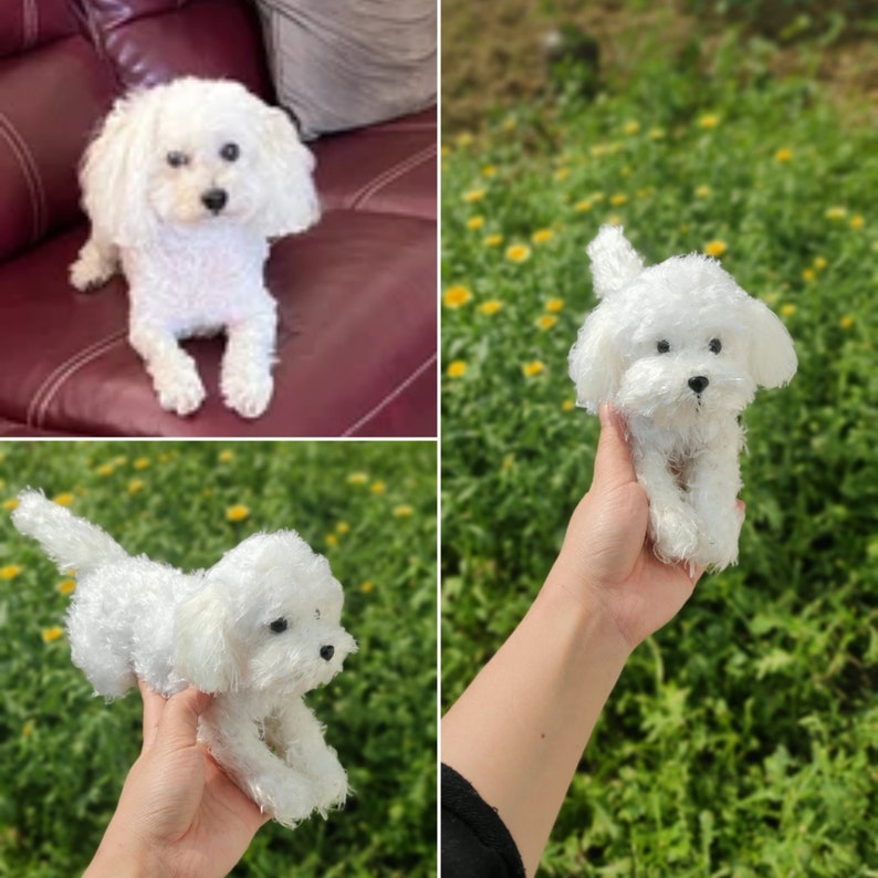 May include: A fluffy white Bichon Frise dog is featured in multiple images. One image shows the dog sitting on a burgundy leather couch. Other images show the dog held in a hand and in a grassy field. The dog has a soft, curly coat and dark eyes.