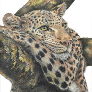 May include: A detailed drawing of a leopard's head, showcasing its spotted fur and green eyes. The leopard is positioned near a tree branch, with the artwork emphasizing the animal's facial features and fur texture.