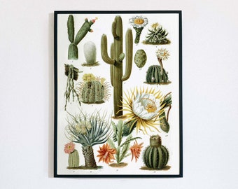 Vintage Cactus Drawing, printable art, floral decor