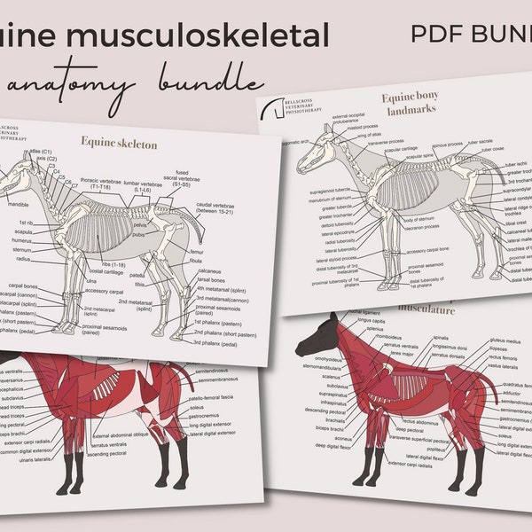 Equine musculoskeletal anatomy bundle (PDF)- skeleton, bony landmarks, superficial & deep musculature