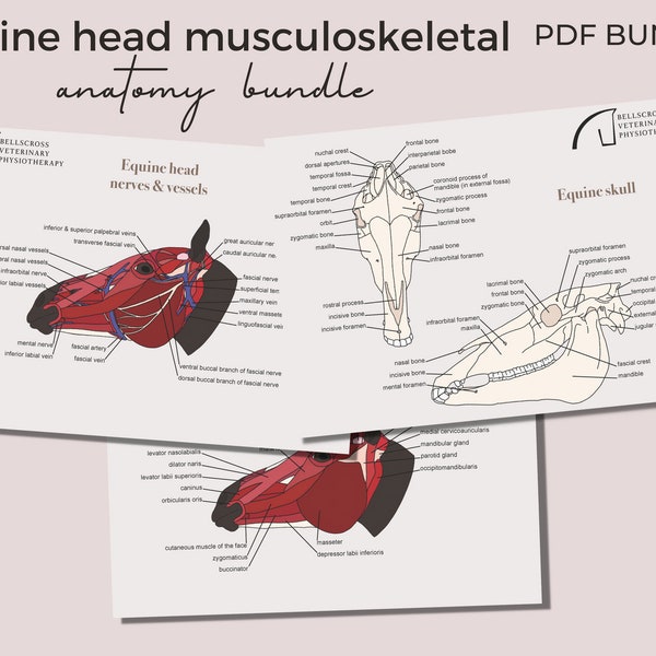 Equine head musculoskeletal anatomy bundle (PDF)- skull, muscles, nerves & vessels