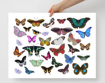 May include: A colorful print featuring a variety of butterflies in different colors, sizes, and patterns. The butterflies are arranged in a random pattern on a white background.