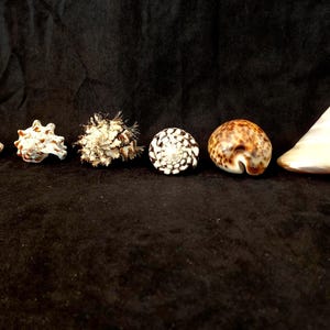 Seashell Collection - CYPRAEA PANTHERINA, Strombus Lentiginosus Conch, Hexaplex, Trochus Niloticus Pearl, Conus Marmoreus.