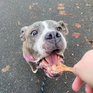May include: A grey and white dog with a pink collar looks up, anticipating a treat. The dog's mouth is open, revealing its teeth and pink tongue. A black and white lead is visible, held by a person.