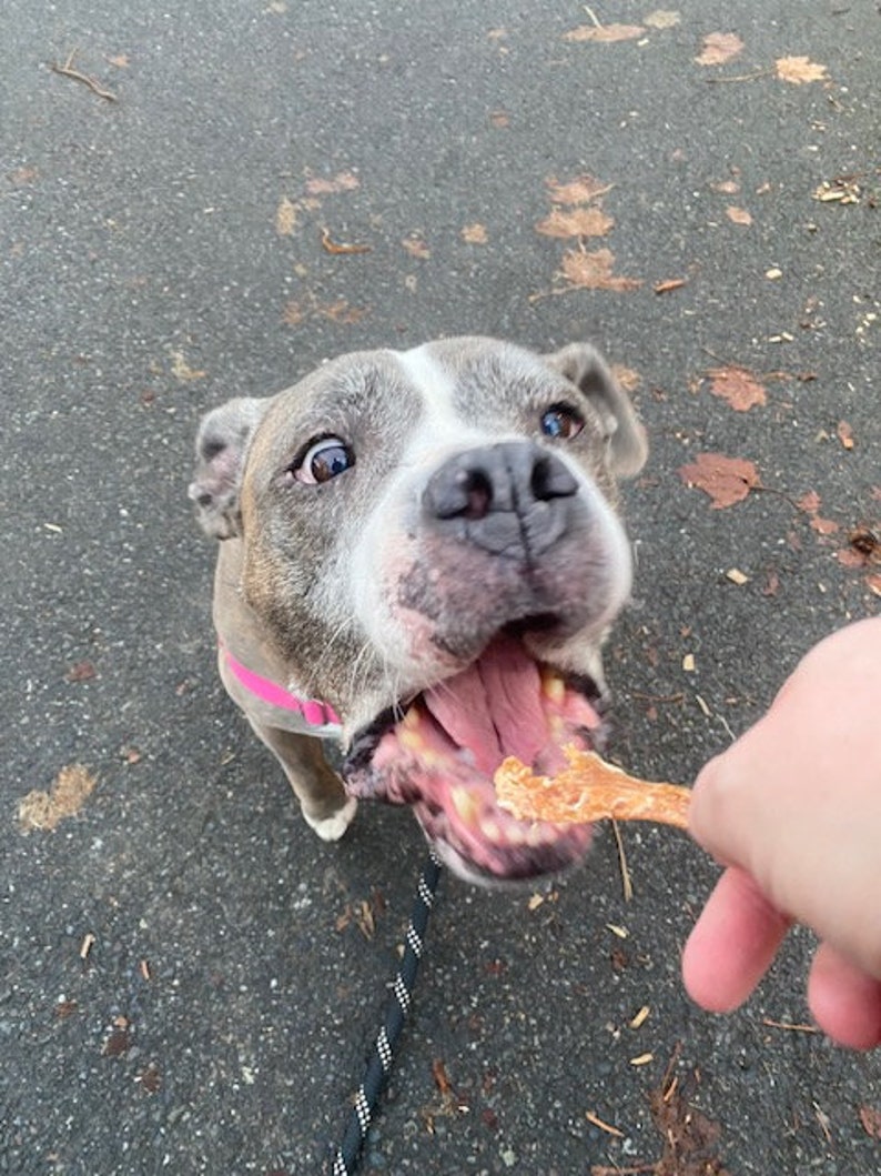 May include: A grey and white dog with a pink collar looks up, anticipating a treat. The dog's mouth is open, revealing its teeth and pink tongue. A black and white lead is visible, held by a person.