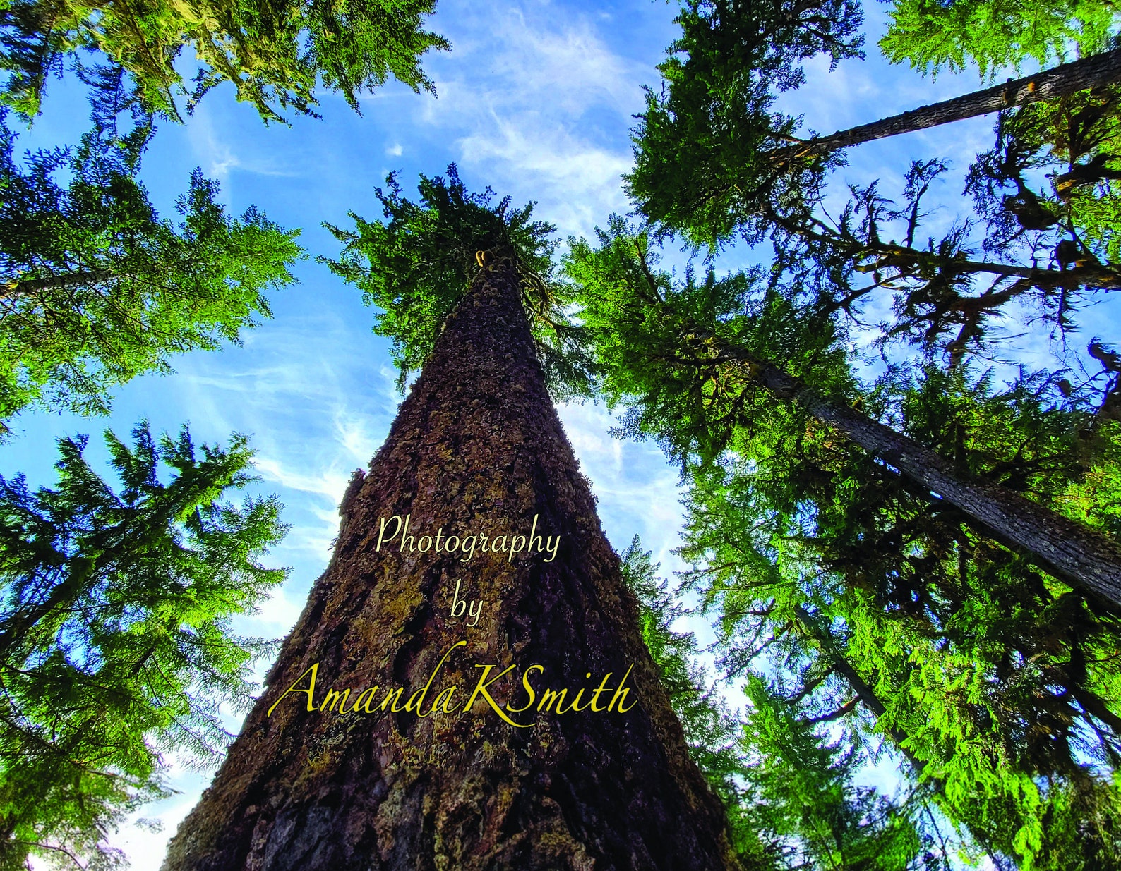 2024 Pacific Northwest 12 month Calendar Etsy