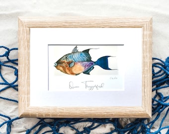 Queen Triggerfish Watercolor "Art Print unframed", Saltwater Fish Coastal Decor