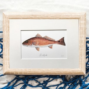 Redfish Watercolor Art Print: Coastal Beach House Decor