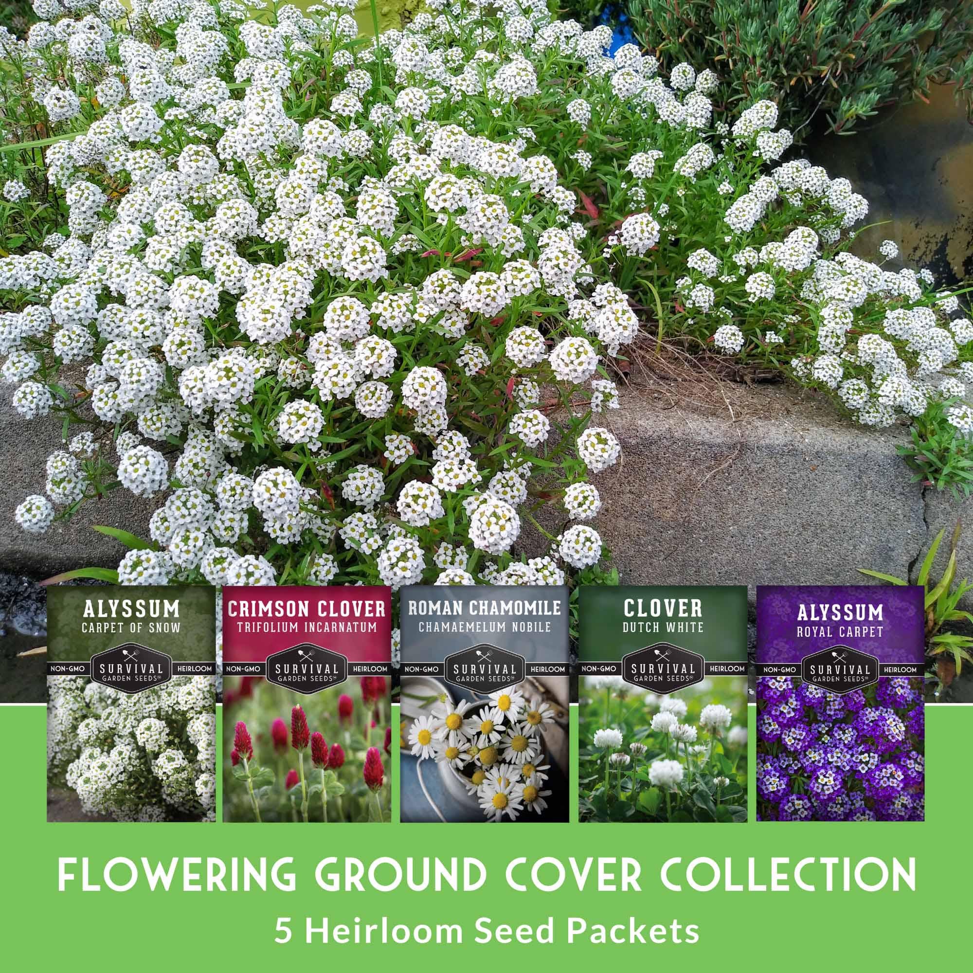 Flowering Ground Cover Seed Collection – Low Growing Flower Mix, Lawn