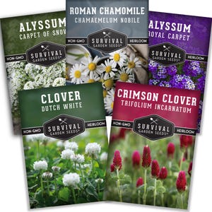 Flowering Ground Cover Seed Collection – Low Growing Flower Seeds for Pollinators & Easy Backyard Beauty