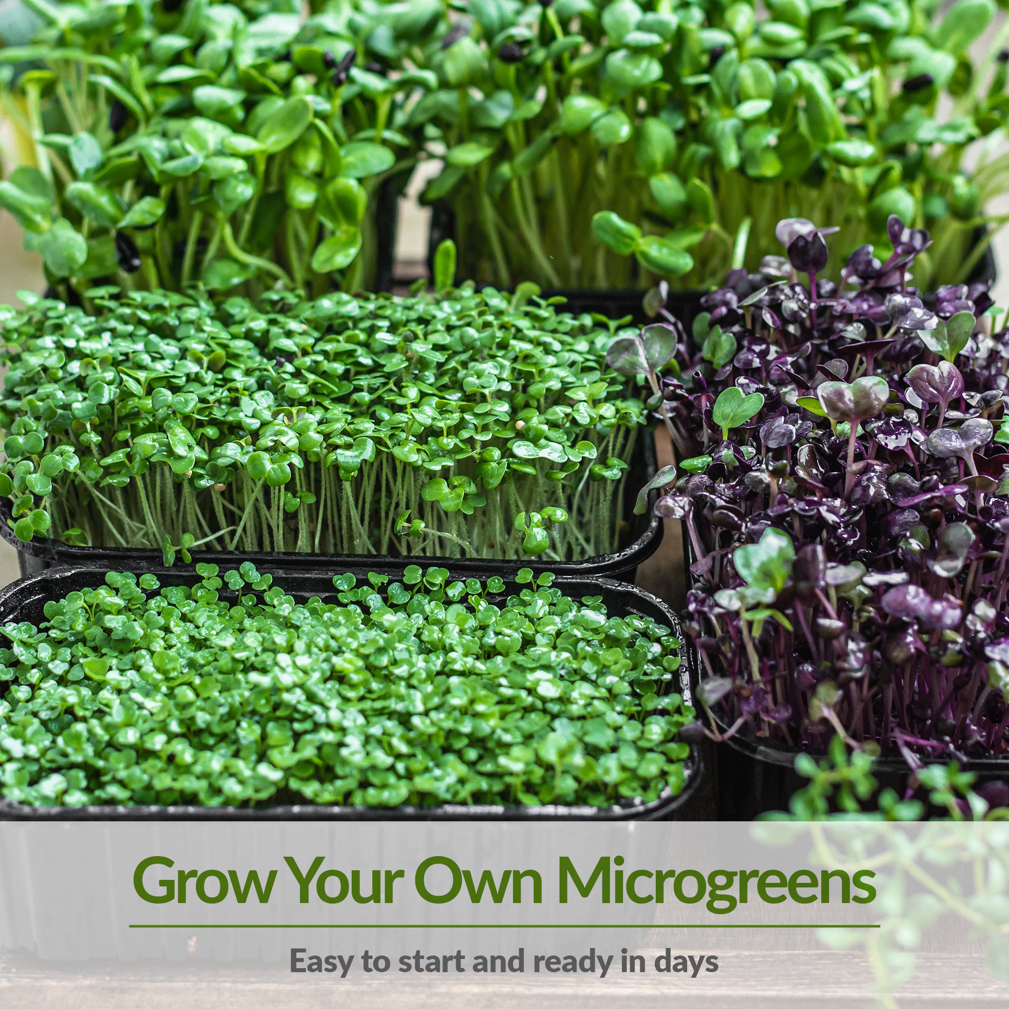 Microgreens Seeds 10 Pack of Nongmo Heirloom Microgreens Etsy