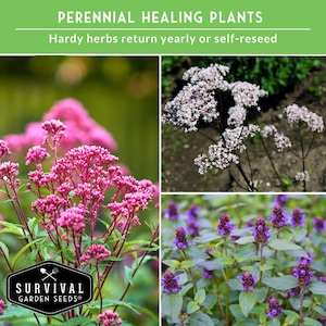 Perennial healing plants
