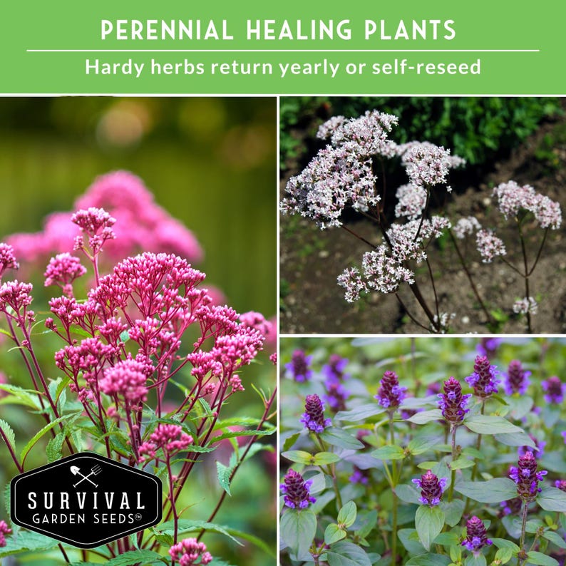 Perennial healing plants
