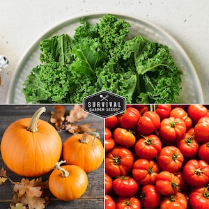 Kale, pumpkins and tomatoes