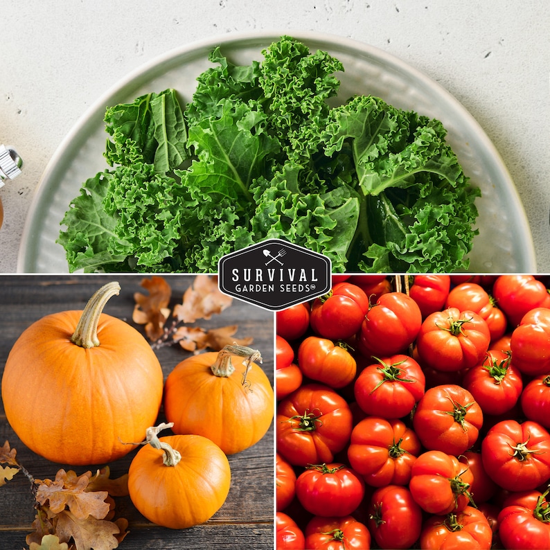 Kale, pumpkins and tomatoes