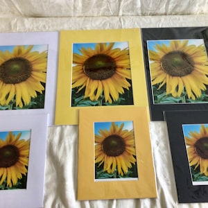 Signature Sunflower - Photo on Mat Board - 3 Mat Board Color Options - 2 Size Options