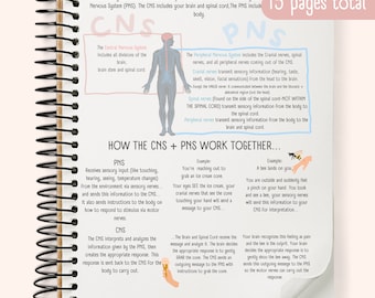 The Endocrine System Study Guide Etsy