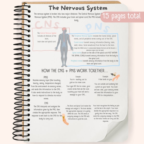 The Nervous System Study Guide